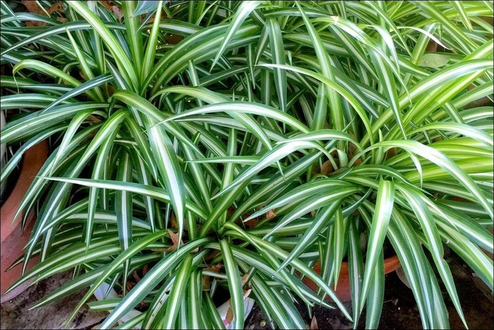 Best House Plants For Vernon BC - The Spider plant (Chlorophytum comosum) is one of the most adaptable house plant and the easiest to grow