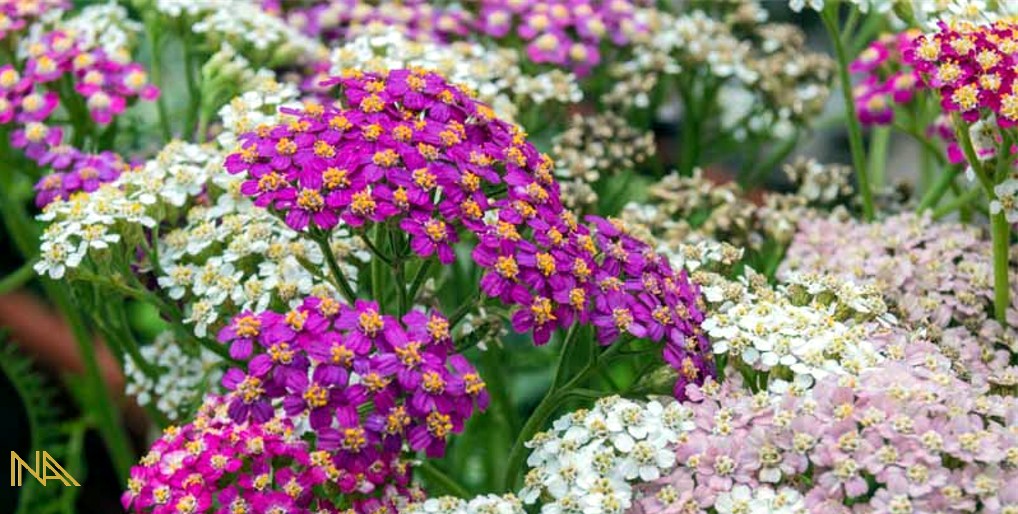 Yarrow Awesome Perennials to Grow in Vernon BC