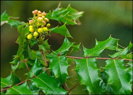 Beneficial Native Plants For Okanagan Gardens