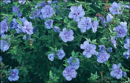 Blue Chiffon Rose of Sharon Hibiscus – A Showy Addition To Okanagan Gardens
