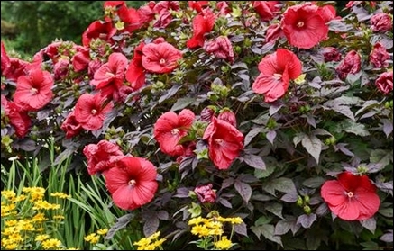 Summerific 'Holy Grail' Hibiscus – A Showy Addition To Okanagan Gardens