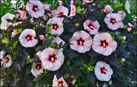 Summerific 'Perfect Storm' Hibiscus – A Showy Addition To Okanagan Gardens