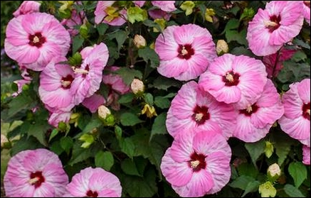 Summerific 'Spinderella' Hibiscus – A Showy Addition To Okanagan Gardens