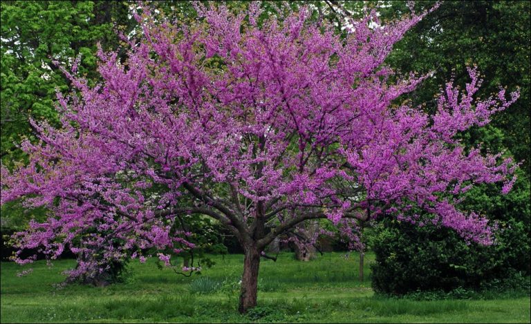 Drought Tolerant Shade Trees For Okanagan Gardens – Nicholas Alexander ...