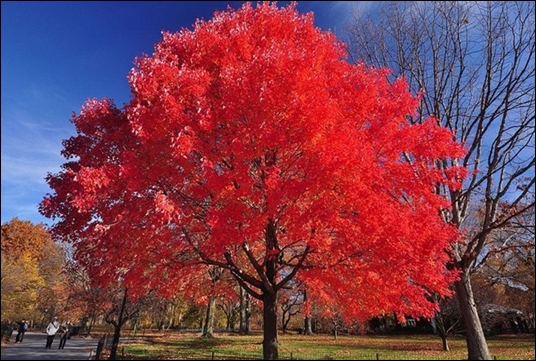 Drought Tolerant Shade Trees For Okanagan Gardens - Autumn Blaze Maple