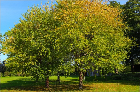 Drought Tolerant Shade Trees For Okanagan Gardens - Klondike Cherry