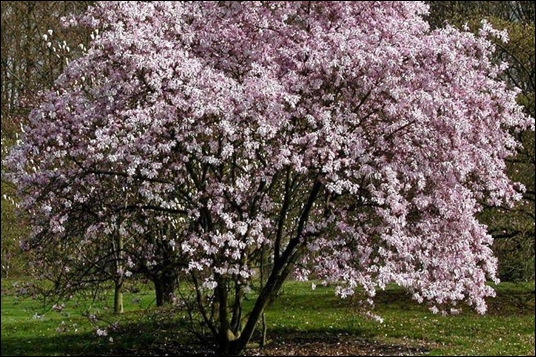 Drought Tolerant Shade Trees For Okanagan Gardens - Magnolia Loebneri