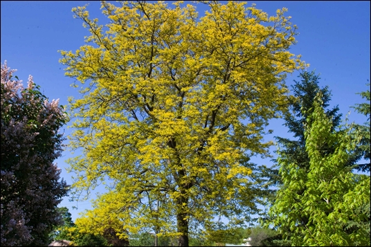Drought Tolerant Shade Trees For Okanagan Gardens - Sunburst Honeylocust