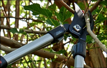 Hand Pruning Tools & Tips - Loppers