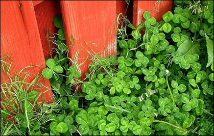 Micro Clover – A Beneficial Lawn Choice - Seed