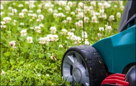 Micro Clover – A Beneficial Lawn Choice - Mowing