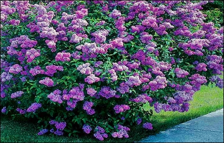 Popular Okanagan Hedge Plant - Lilac