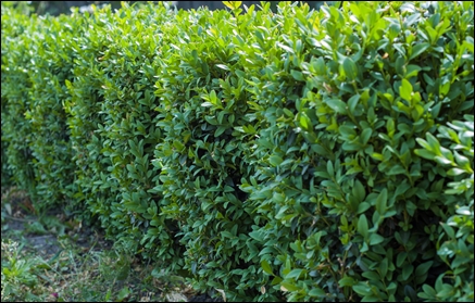 Popular Okanagan Hedge Plants - Graham Blandy Boxwood