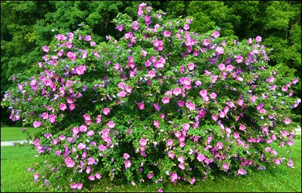 Popular Okanagan Hedge Plants - Rose of Sharon