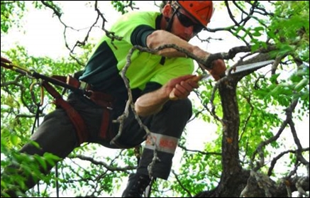 Hand Pruning Tools & Tips - Safety First