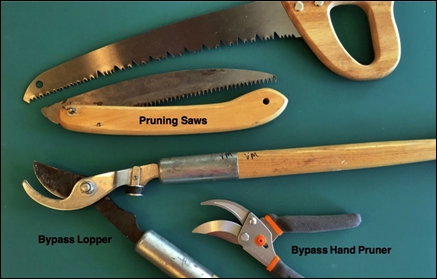 Hand Pruning Tools & Tips - Overview