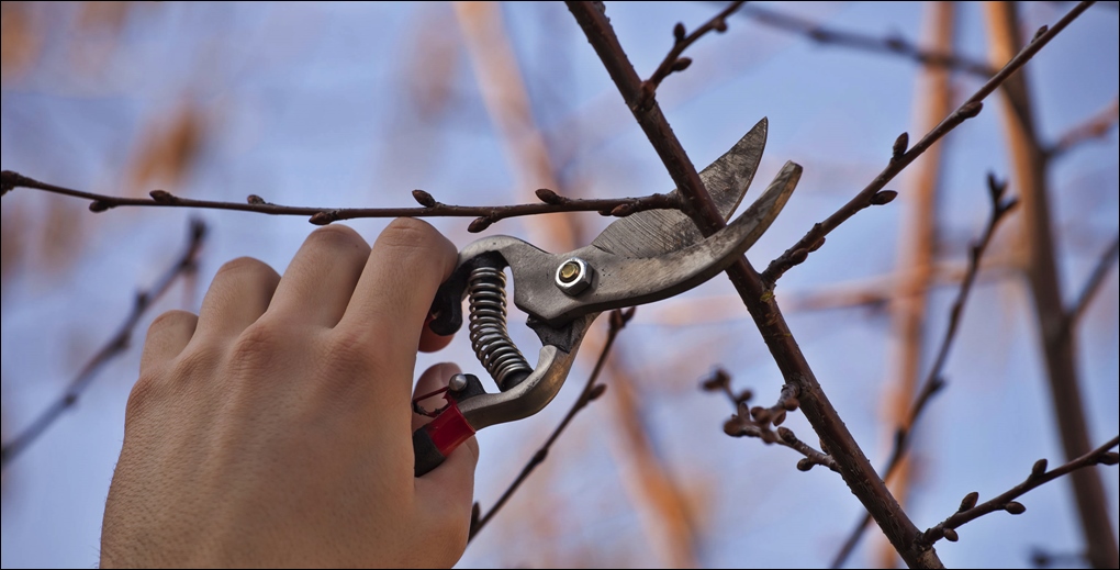 Hand Pruning Tools & Tips