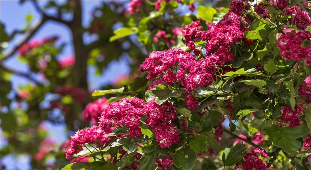 Beneficial Native Plants For Okanagan Gardens